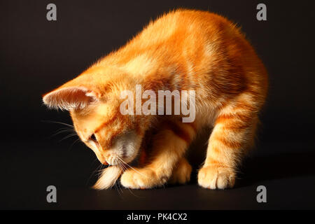 Maquereau au gingembre, chaton âgé de tabby12 semaines isolé sur un chat noir d'arrière-fond orange Banque D'Images