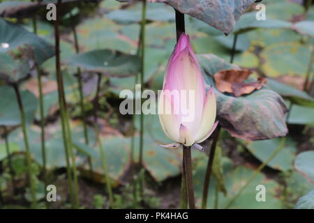 Waterlily ou lotus fleur dans l'étang.Lotus fleurs fleurit en livre.Sa fleur Vraiment Incroyable. Banque D'Images