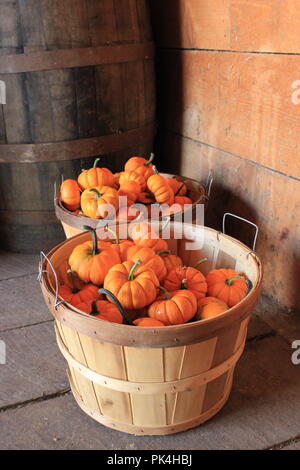 Nettoyer premier de la saison de l'automne petites citrouilles se préparait à vendre au marché des fermiers du samedi que les produits frais. Banque D'Images