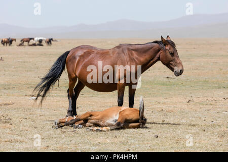 Un cheval femelle avec son poulain couché près de Song Kul lake au Kirghizstan Banque D'Images