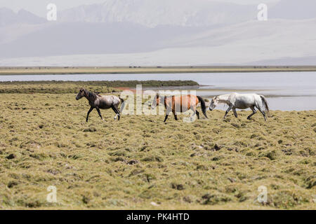 Trois chevaux courir à partir de la chanson Kul lake au Kirghizistan vers Steppe Banque D'Images