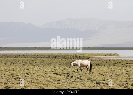 Un cheval courir à partir de la chanson Kul lake au Kirghizistan vers Steppe Banque D'Images