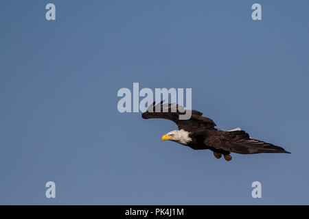 Dans Weißkopfseeadler der le détroit de Johnstone Banque D'Images