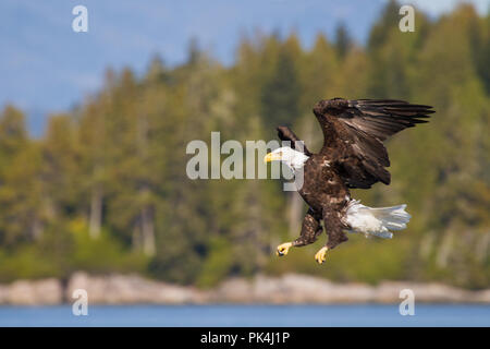 Dans Weißkopfseeadler der le détroit de Johnstone Banque D'Images