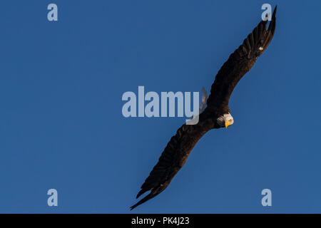 Dans Weißkopfseeadler der le détroit de Johnstone Banque D'Images