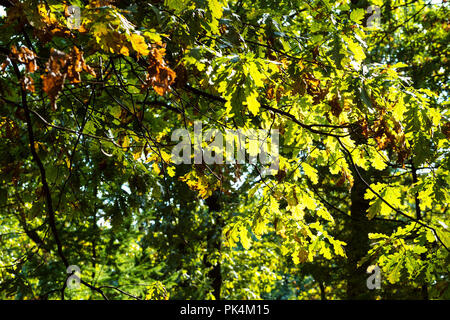 Branche de chêne illuminé par le soleil en forêt en journée ensoleillée au début de l'automne Banque D'Images
