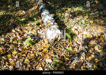 Vieux bouleau tombé dans la litière en forêt au début de l'automne Banque D'Images