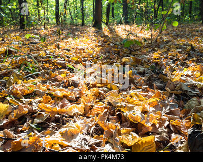 Les feuilles tombées close up illuminée par le soleil en parc urbain au début de l'automne Banque D'Images