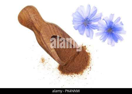 Fleur de chicorée chicorée instantanée et poudres de bois en écope isolé sur un fond blanc. Cichorium intybus. Banque D'Images