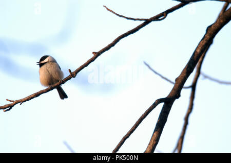 012603 oiseaux6 -- Carolina Chickadee Banque D'Images