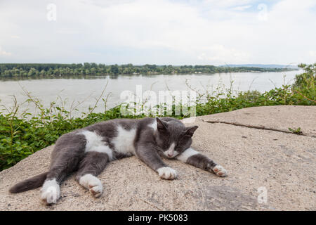Gris et Blanc, chat errant dormir, allongé sur le toit d'une maison sur le Danube à Zemun, district de Belgrade, en Serbie. Danube est le plus grand fleuve en Banque D'Images