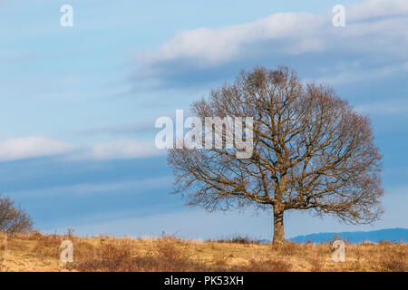 Seul arbre d'automne sur la montagne des Carpates avec ciel clair et quelques nuages. Banque D'Images