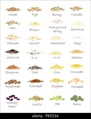 Une variété de grains et céréales. Blé, orge, avoine, seigle, sarrasin, d'amarante, le riz, le mil, le sorgho, le quinoa, graines de chia, l'avoine, les légumineuses. Vecteur est Illustration de Vecteur