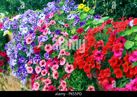 Pétunia, pétunia, rouge, rose, bleu, violet, surplombant le jardin avant, mur. Banque D'Images