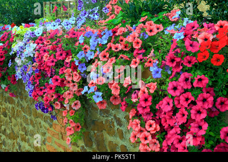 Pétunia, pétunia, rouge, rose, bleu, violet, surplombant le jardin avant, carstone wall Banque D'Images