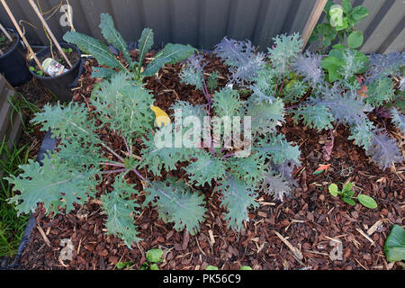 Kale russe rouge croissant sur un potager Banque D'Images