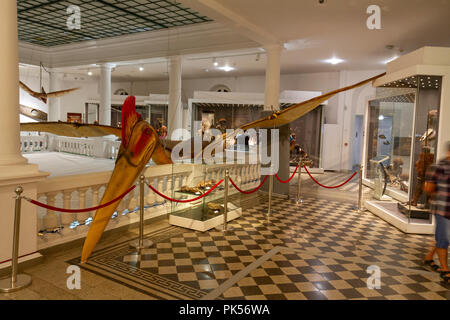 Une réplique grandeur nature de l'intérieur de l'affichage sur Hatzegopteryx Grigore Antipa Museum National d'Histoire Naturelle, Bucarest, Roumanie. Banque D'Images