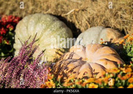 Courgettes, citrouilles différents mûrs éclairées par le soleil d'automne, sur la paille sèche entre les fleurs. Symbole traditionnel de la récolte pour les vacances, jour de Thanksgiving, Halloween. Banque D'Images