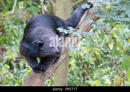 Bearcat - Binturong marcher sur une branche face à l'appareil photo Banque D'Images