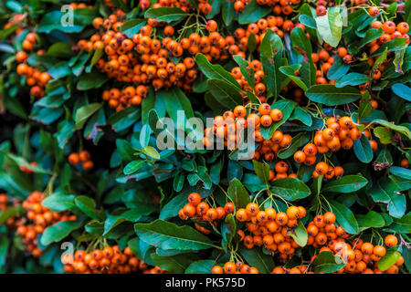Rowan arbuste ou mountain ash close-up (Sorbus aucuparia) Banque D'Images