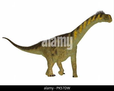 Dinosaure Camarasaurus Profil latéral - Camarasaurus était un dinosaure sauropode herbivore qui vivait en Amérique du Nord pendant la période jurassique. Banque D'Images