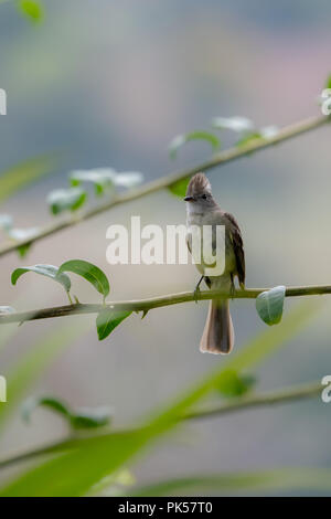 Yellow-bellied Elaenia Elaenia flavogaster () au Costa Rica Banque D'Images