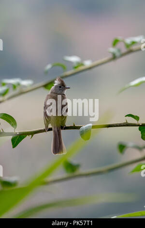 Yellow-bellied Elaenia Elaenia flavogaster () au Costa Rica Banque D'Images