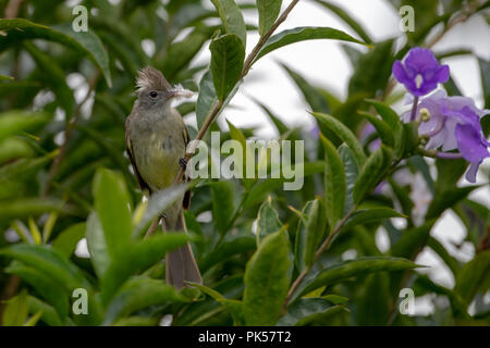 Yellow-bellied Elaenia Elaenia flavogaster () au Costa Rica Banque D'Images