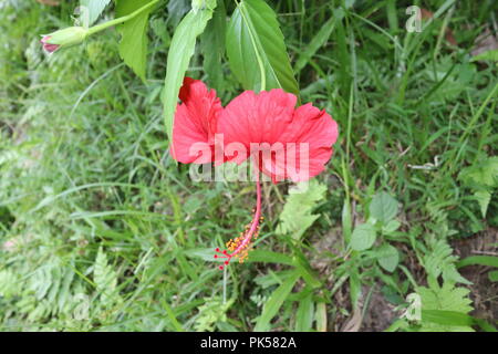 Fleur d'hibiscus de couleur rouge (joba ful) avec feuilles de plantes floues.fleur de joba de couleur rose et rouge.fleur d'hibiscus rouge Blooming.Hibiscus rosa-sinensis. Banque D'Images