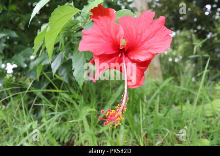 Fleur d'hibiscus de couleur rouge (joba ful) avec feuilles de plantes floues.fleur de joba de couleur rose et rouge.fleur d'hibiscus rouge Blooming.Hibiscus rosa-sinensis. Banque D'Images