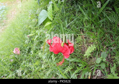 Fleur d'hibiscus de couleur rouge (joba ful) avec feuilles de plantes floues.fleur de joba de couleur rose et rouge.fleur d'hibiscus rouge Blooming.Hibiscus rosa-sinensis. Banque D'Images