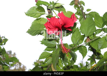 Fleur d'hibiscus de couleur rouge (joba ful) avec feuilles de plantes floues.fleur de joba de couleur rose et rouge.fleur d'hibiscus rouge Blooming.Hibiscus rosa-sinensis. Banque D'Images