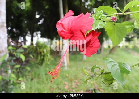 Fleur d'hibiscus de couleur rouge (joba ful) avec feuilles de plantes floues.fleur de joba de couleur rose et rouge.fleur d'hibiscus rouge Blooming.Hibiscus rosa-sinensis. Banque D'Images