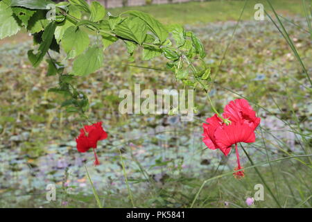 Fleur d'hibiscus de couleur rouge (joba ful) avec feuilles de plantes floues.fleur de joba de couleur rose et rouge.fleur d'hibiscus rouge Blooming.Hibiscus rosa-sinensis. Banque D'Images