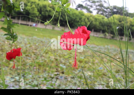 Fleur d'hibiscus de couleur rouge (joba ful) avec feuilles de plantes floues.fleur de joba de couleur rose et rouge.fleur d'hibiscus rouge Blooming.Hibiscus rosa-sinensis. Banque D'Images