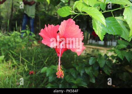 Fleur d'hibiscus de couleur rouge (joba ful) avec feuilles de plantes floues.fleur de joba de couleur rose et rouge.fleur d'hibiscus rouge Blooming.Hibiscus rosa-sinensis. Banque D'Images