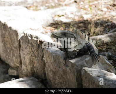 Repos à l'extérieur. De reptiles Lézard sur un mur de brique en pierre. Banque D'Images