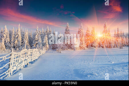 Panorama d'hiver coloré dans les Carpates. Sapins couverts de neige fraîche à frosty matin première rougeoyant du soleil. Banque D'Images