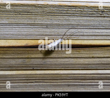 Les livres et les journaux. L'alimentation des insectes sur papier - les lépismes Banque D'Images