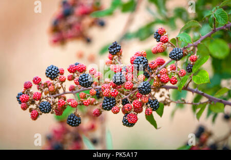 Blackberry ou des mûres (Rubus fruticosus) aussi souvent considéré comme le fruit de la ronce prêt pour la récolte sauvage croissant dans une haie Banque D'Images