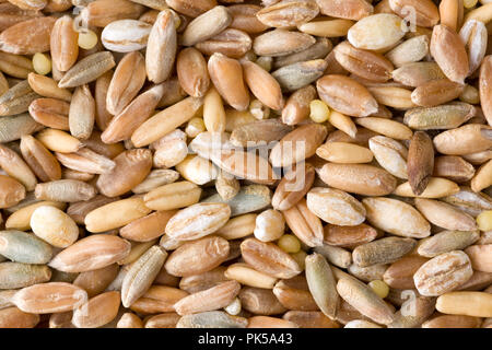 Le blé, le seigle, l'épeautre, l'orge et de sorgho grain seeds close up. Vue d'en haut. Studio Shot Banque D'Images