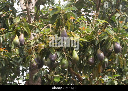 Les avocats de la maturation sur un arbre à Kampala Banque D'Images