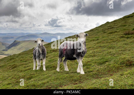 Moutons Herdwick, Lake District, Cumbria, Royaume-Uni Banque D'Images