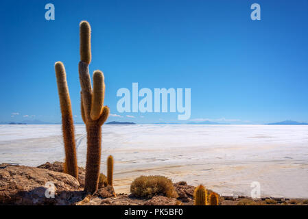 Big cactus dans l'île de Incahuasi, Salar de Uyuni salt flat, Potosi, Bolivie Banque D'Images