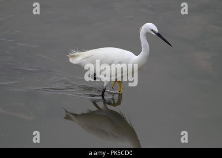 Image détaillée d'une aigrette à la frontière du fleuve Douro Banque D'Images