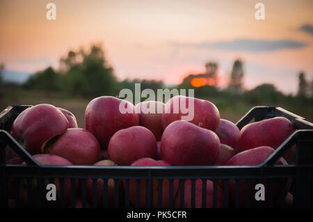 Pommes ROUGES DANS LE PANIER SUR LE COUCHER DU SOLEIL EN MODE PAYSAGE Banque D'Images