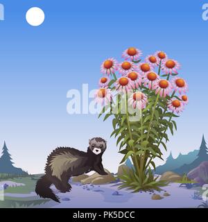 Une affiche sur le thème de la faune. Mongoose près d'un buisson de l'échinacée. Cartoon Vector illustration close-up. Illustration de Vecteur