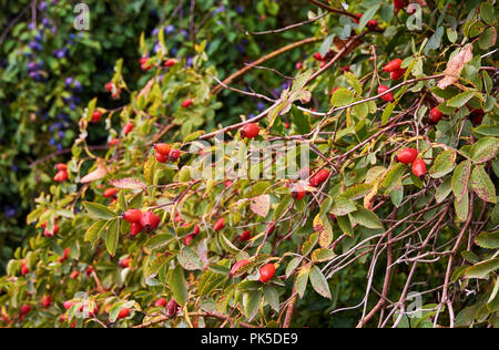 Vue d'un arbre, feuilles et fruits, de rose musquée avec un prunier sur un arrière-plan flou Banque D'Images