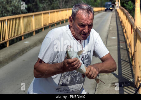 Samac, Bosnie-Herzégovine, août 2018 - Pêcheur sur un pont tenant un barbillon (Barbus barbus) qui vient d'être pêché dans la rivière Bosna Banque D'Images