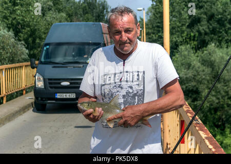 Samac, Bosnie-Herzégovine, août 2018 - Pêcheur sur un pont tenant un barbillon (Barbus barbus) qui vient d'être pêché dans la rivière Bosna Banque D'Images